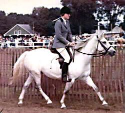 Lithgow Wishnik being ridden in English tack